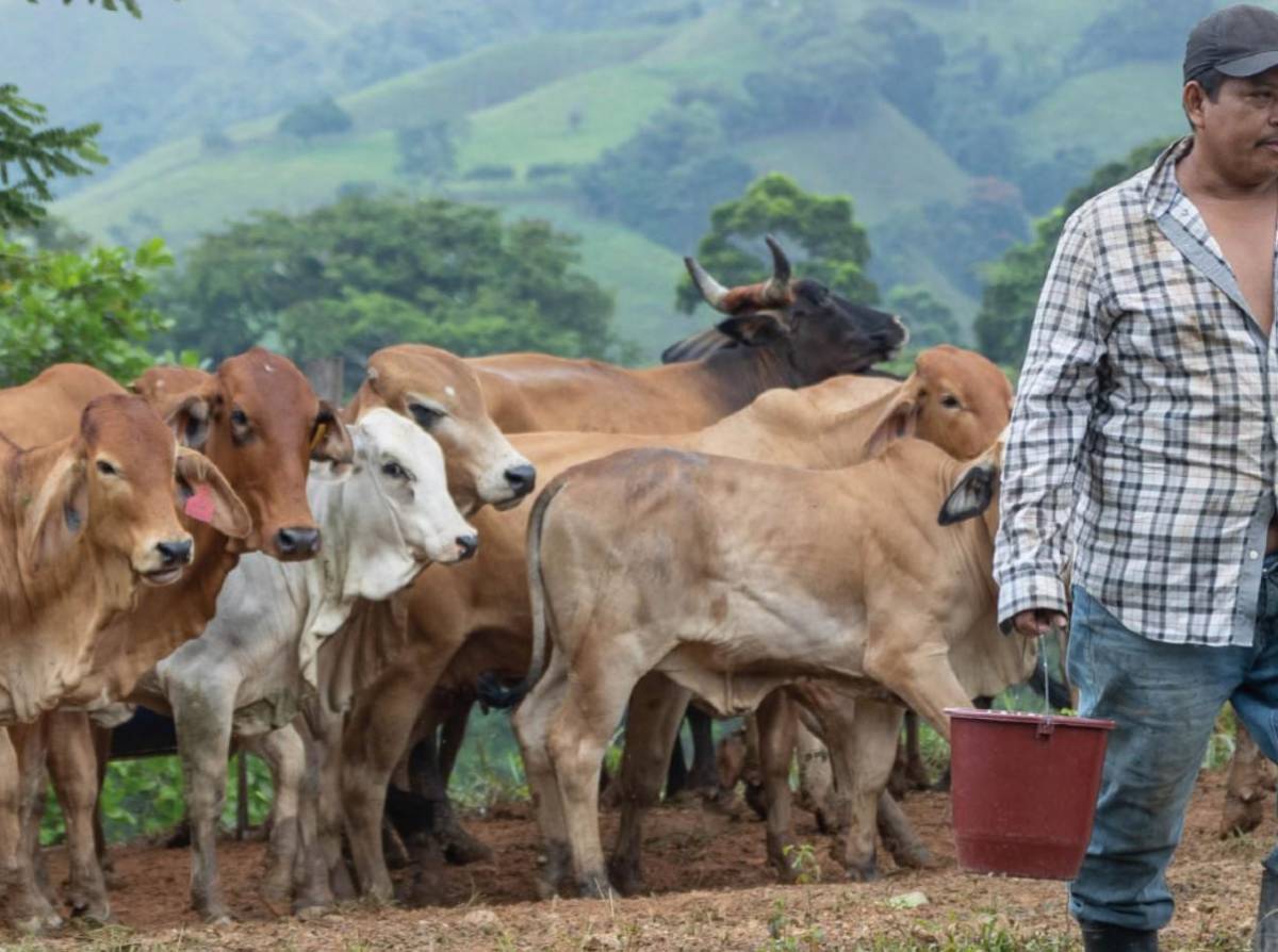 Guatemala confirma 80 casos de gusano barrenador en humanos, advierten aumento