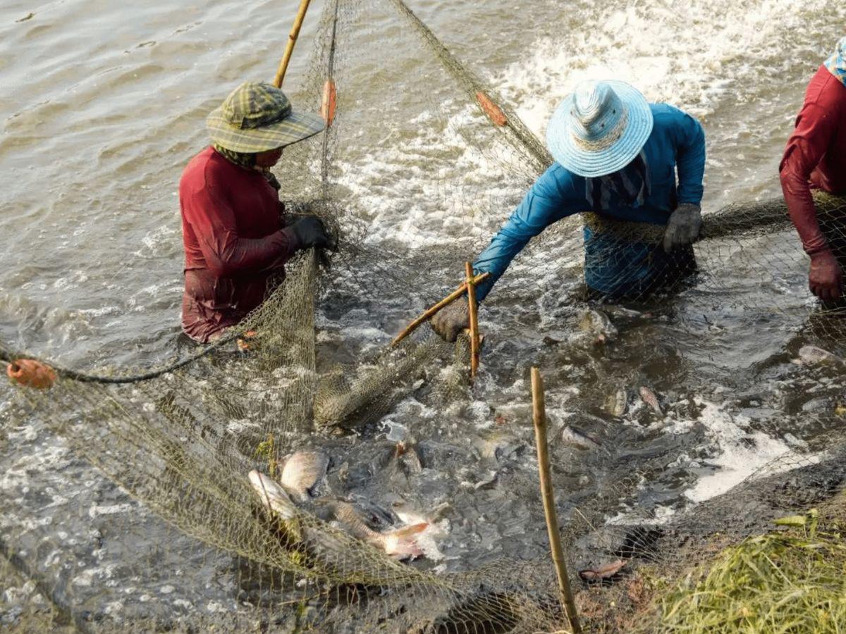 Los retos para impulsar pesca y acuicultura en América Latina