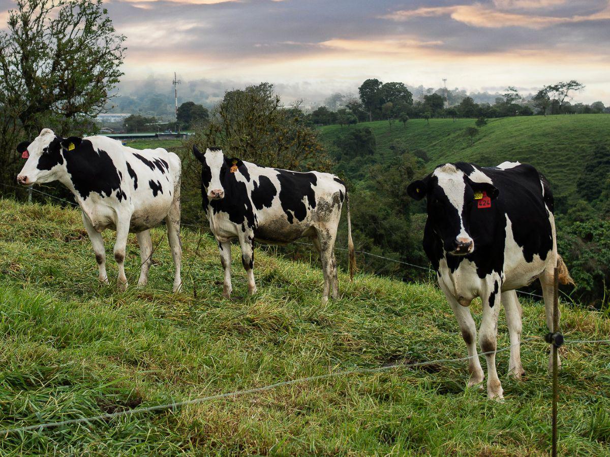 Más allá de los productos: el modelo con el que Dos Pinos construye confianza y liderazgo