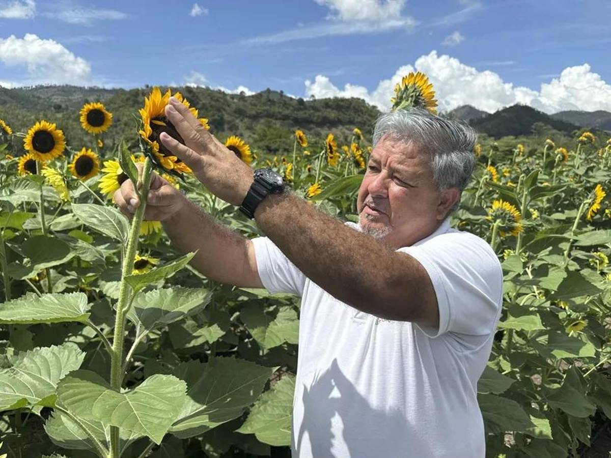 Paseo de los Girasoles nació en la pandemia y hoy es un imán turístico en Honduras
