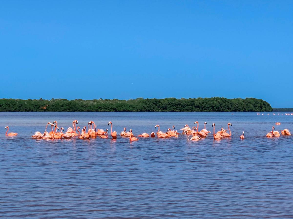 7 razones que hacen a Mérida, un destino turístico ideal de México