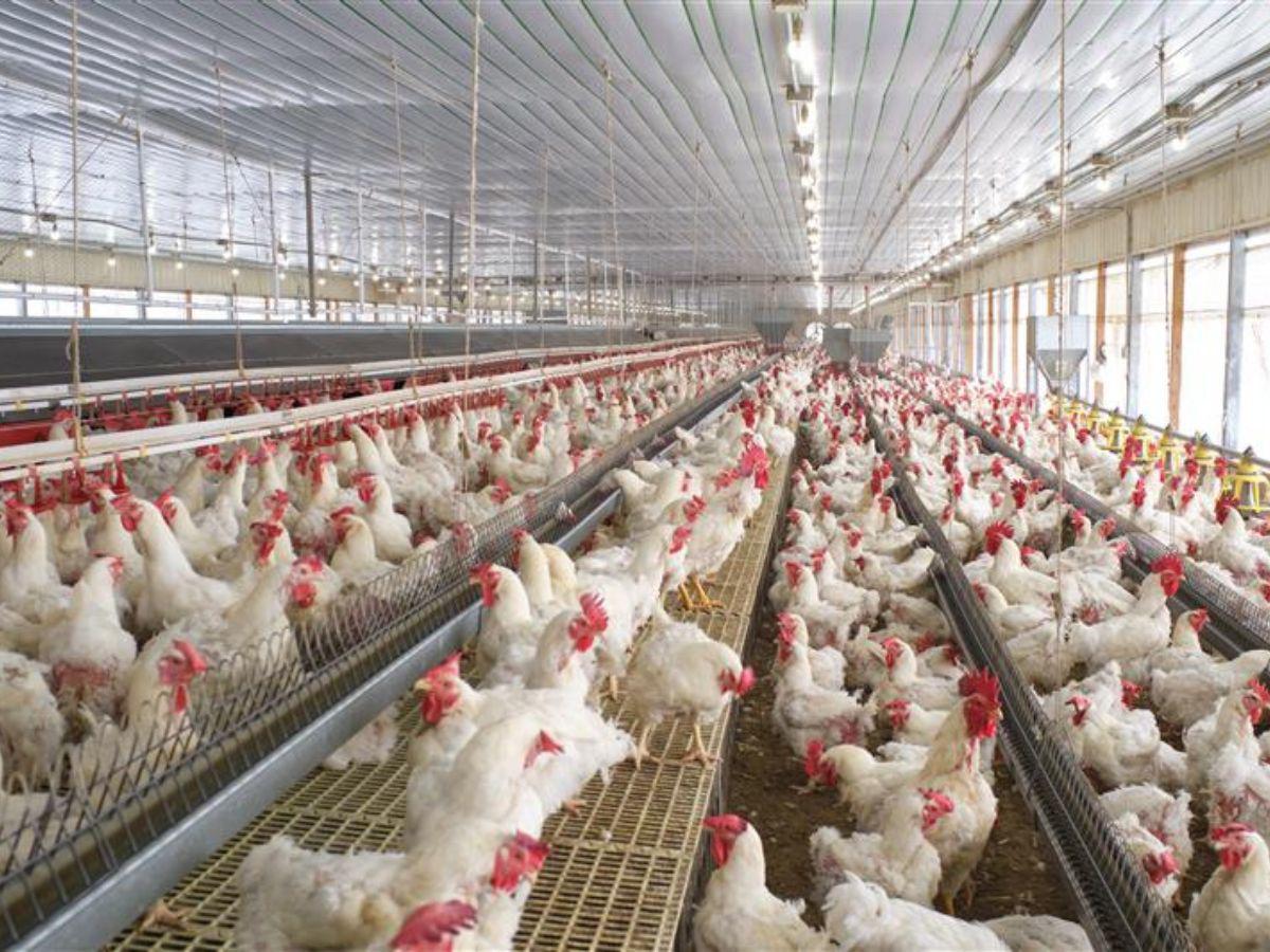 Sostenibilidad transversal: El modelo de Cargill para cadenas de suministro seguras en Centroamérica