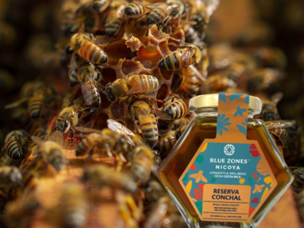 La miel de Costa Rica conquista máximo galardón en los London Honey Awards 2025