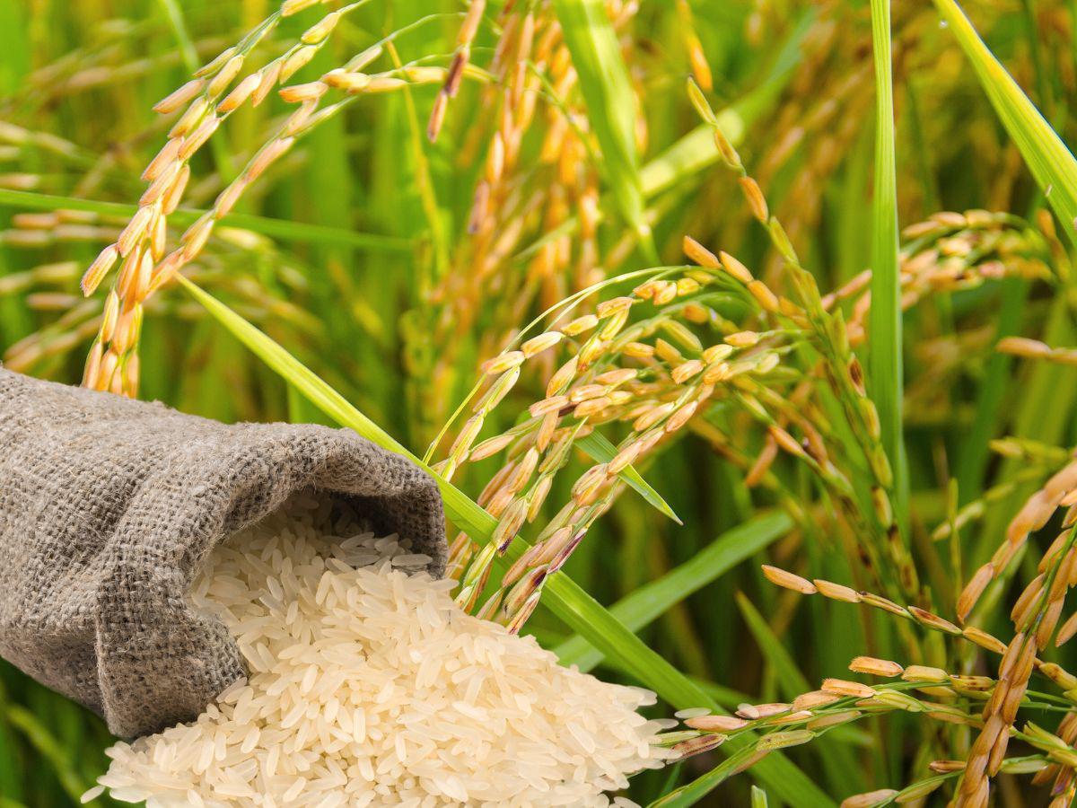 Honduras: Gobierno garantiza compra de cosecha de arroz a productores