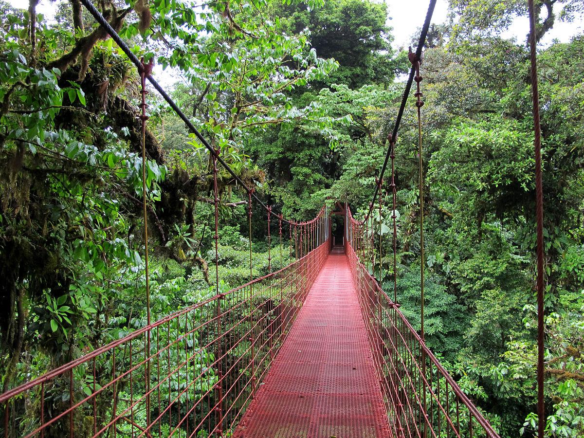 Calentamiento global amenaza proceso de fotosíntesis de los bosques tropicales