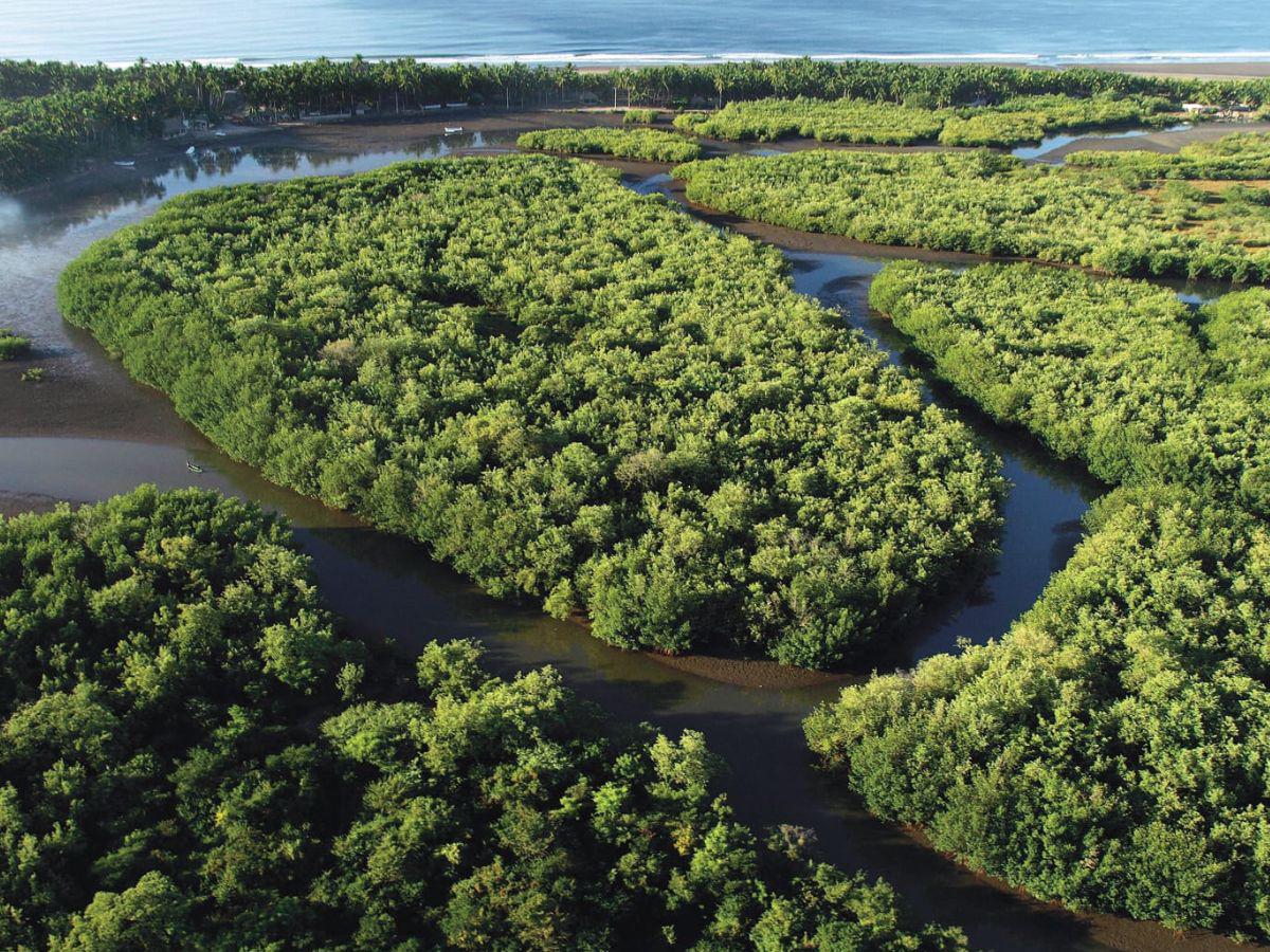 Bancoagrícola abre La Cuenta del Mar para proteger los manglares en El Salvador