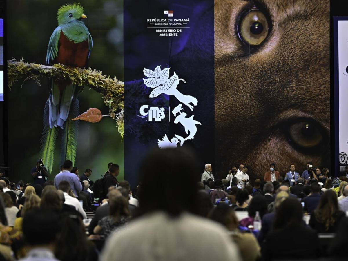Cumbre sobre especies amenazadas arranca en Panamá para proteger la biodiversidad