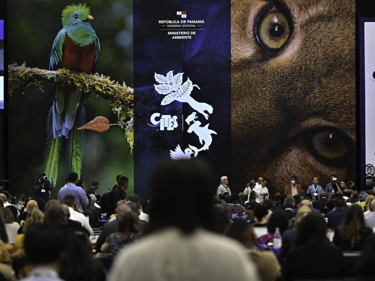 Cumbre sobre especies amenazadas arranca en Panamá para proteger la biodiversidad