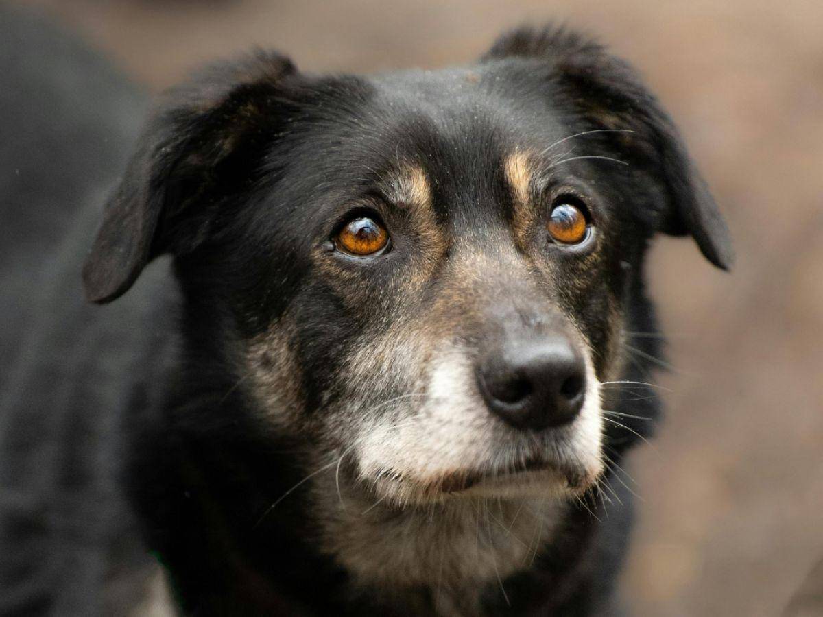 Consejos para mantener saludable y feliz a su perro senior