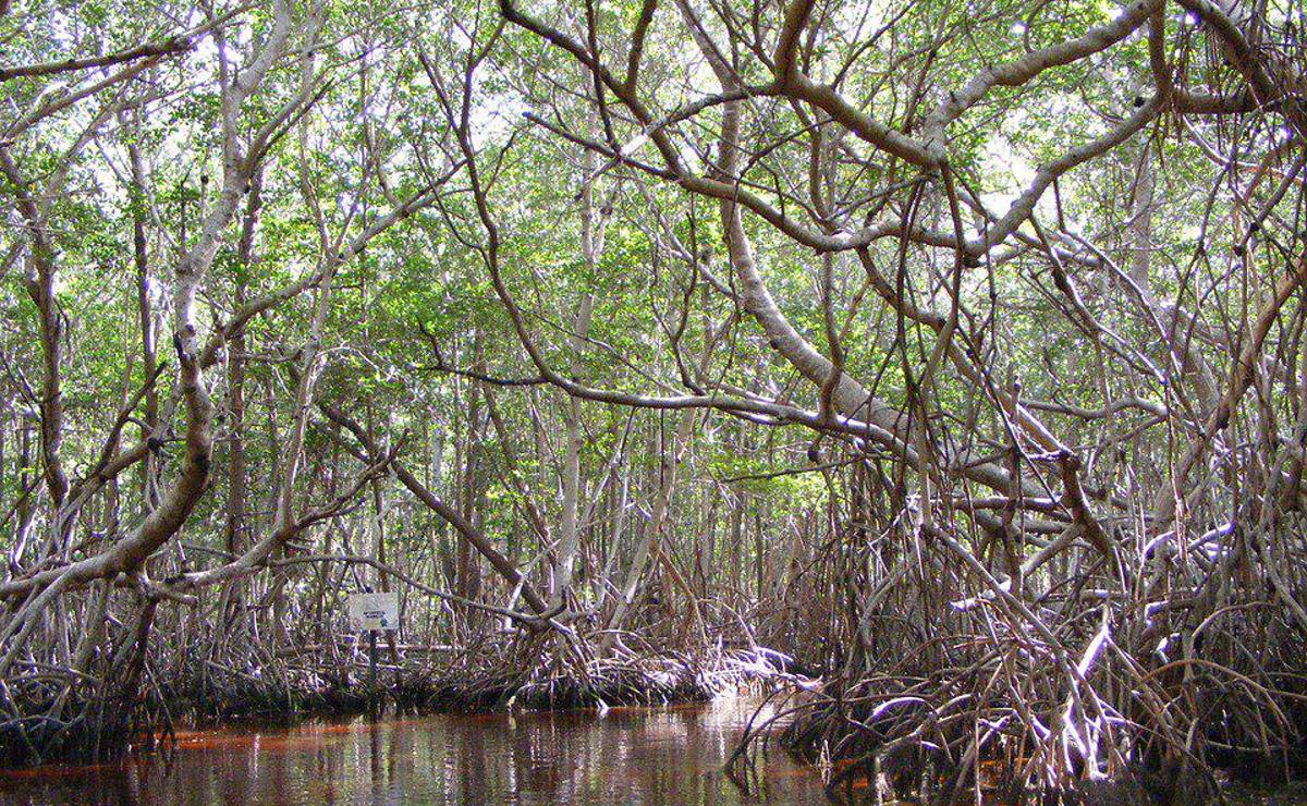 <i>Nicaragua posee una superficie de 102.000 hectáreas de manglares ubicadas en las costas del Pacífico y el Caribe, ecosistemas vitales para la protección frente a huracanes, la mitigación del cambio climático y la subsistencia de comunidades costeras. Foto de cortesía</i>