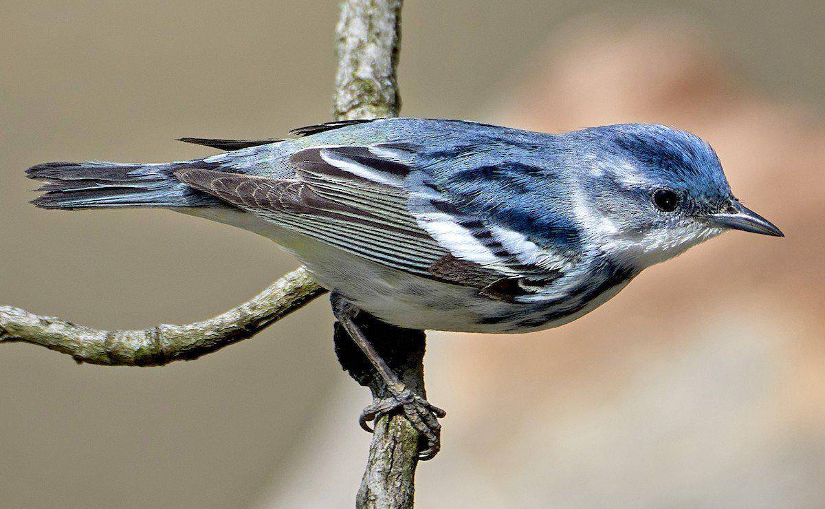 <i>El territorio centroamericano es uno de los espacios más privilegiados del continente para la observación de aves, con una alta concentración de especies en un territorio compacto y diverso. Foto de cortesía</i>