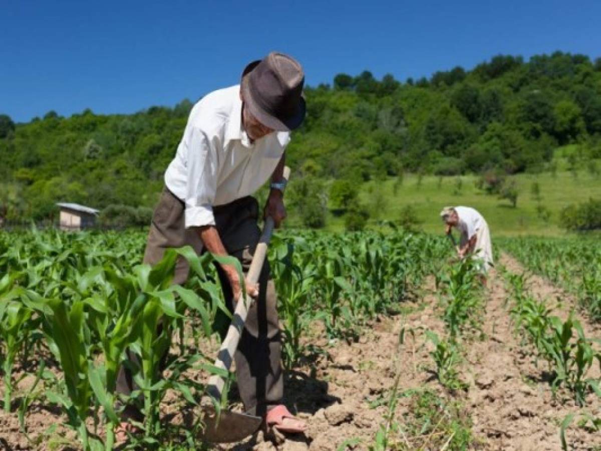 Banco Mundial: Sistemas agropecuarios y alimentarios de América Latina vivirán una profunda transformación