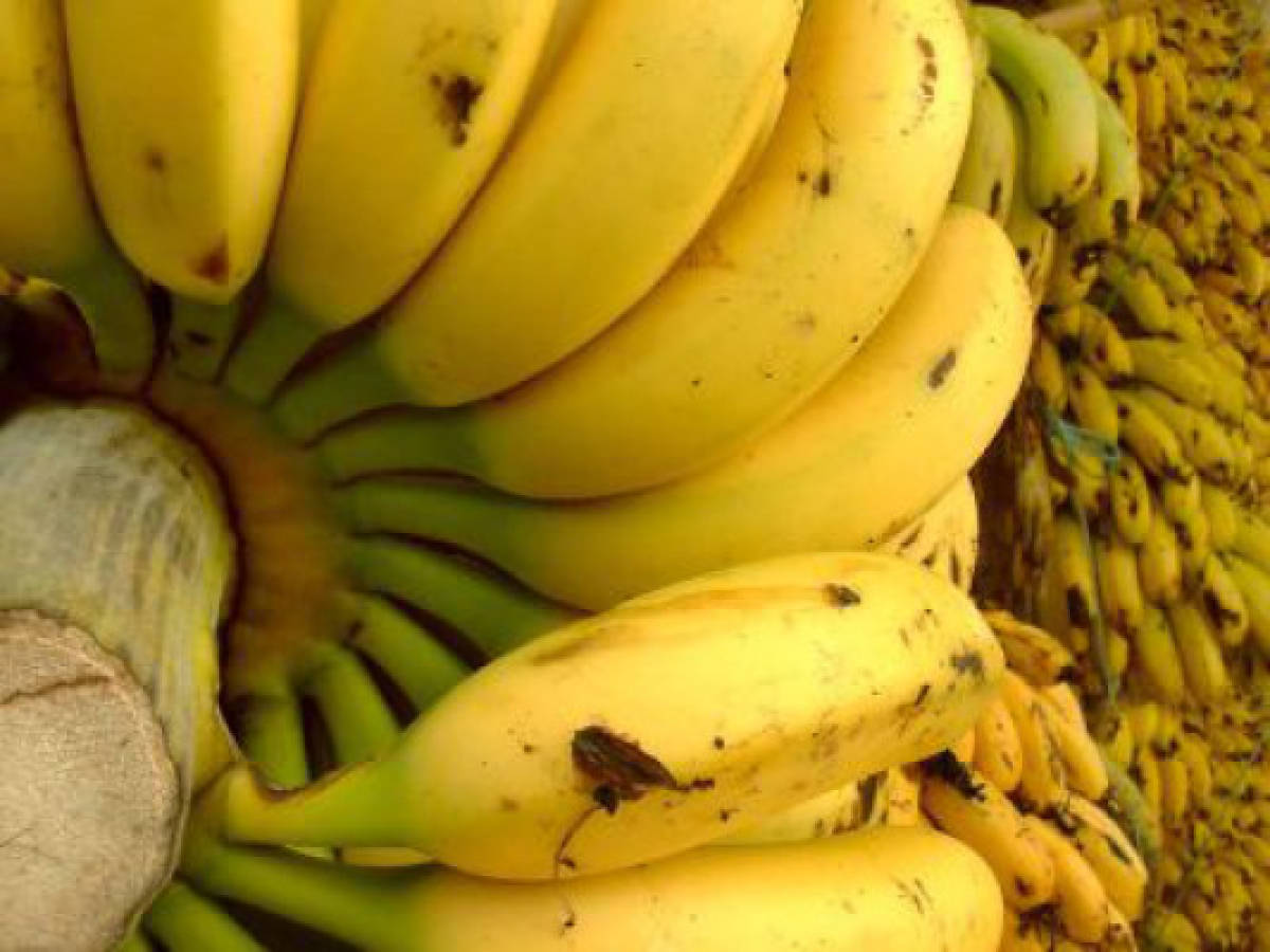 Bananeros en Costa Rica urgen ratificación de acuerdo con UE