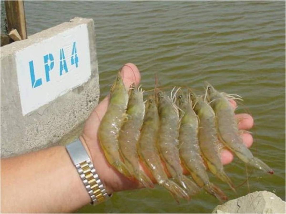 México podría cerrarse al camarón hondureño
