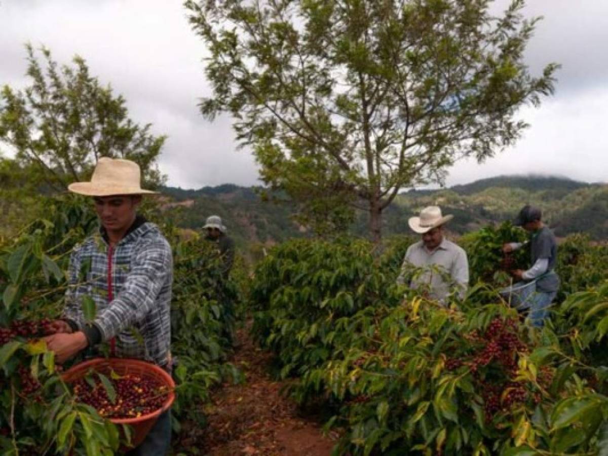 BCIE aprueba US$50,000 para ayudar a aumentar la resiliencia del café en Honduras y Nicaragua