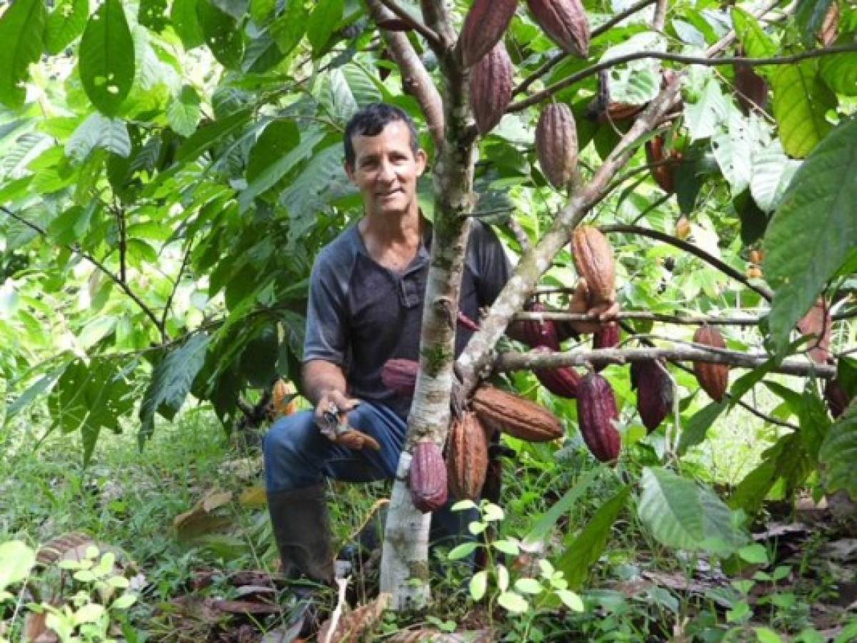 Lanzan estrategia para mejorar la producción de cacao en Costa Rica, Colombia y Ecuador