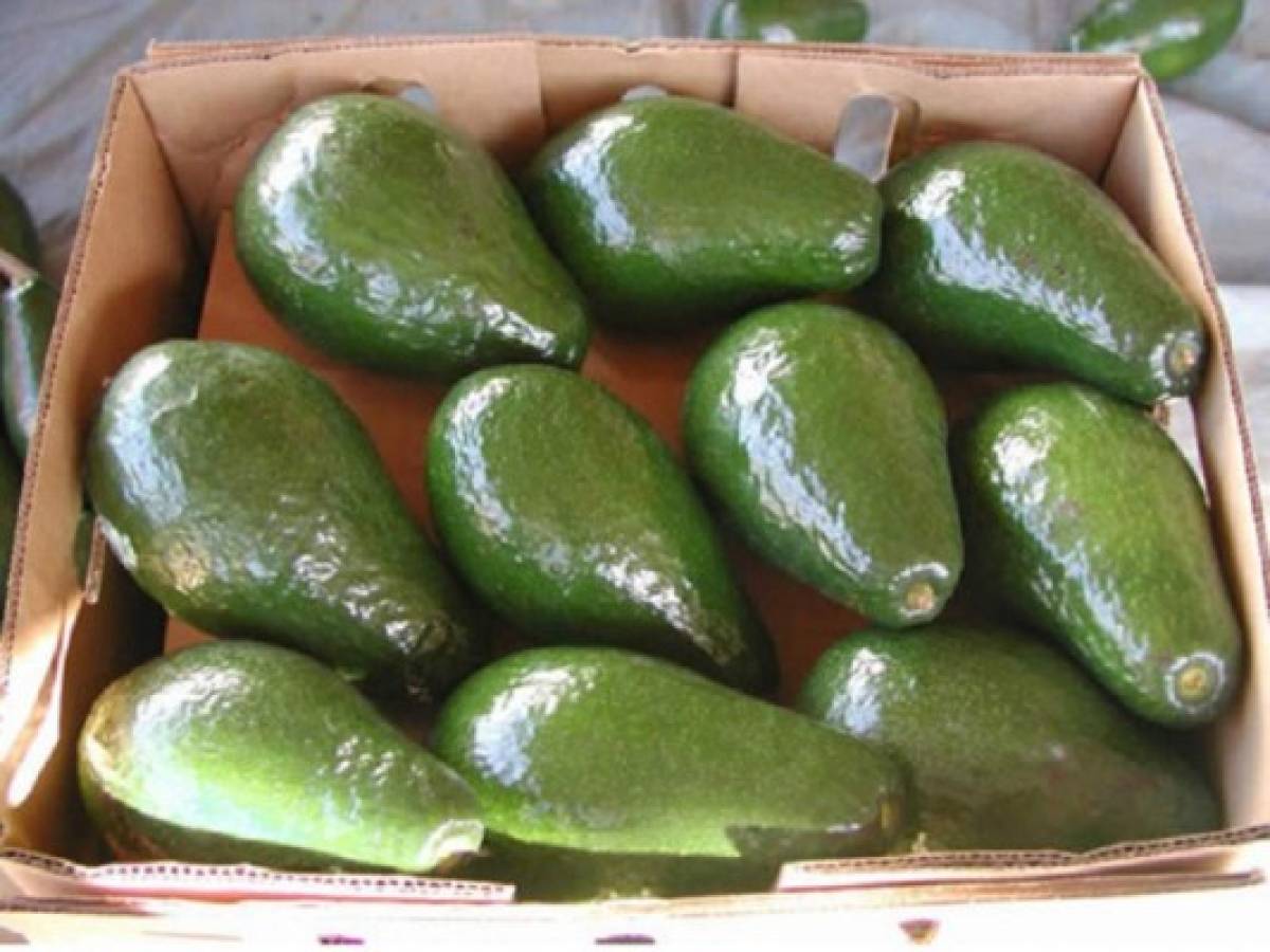 Crece venta de aguacate nica a Costa Rica