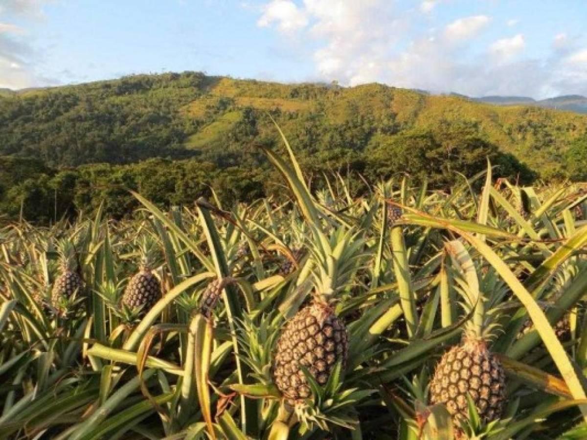 Costa Rica: mal clima afecta agroexportaciones