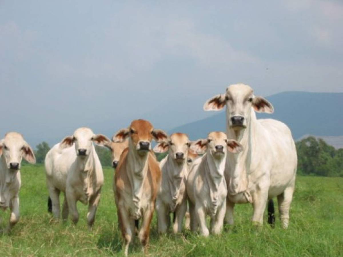 Guatemala empezará a exportar ganado en pie a México