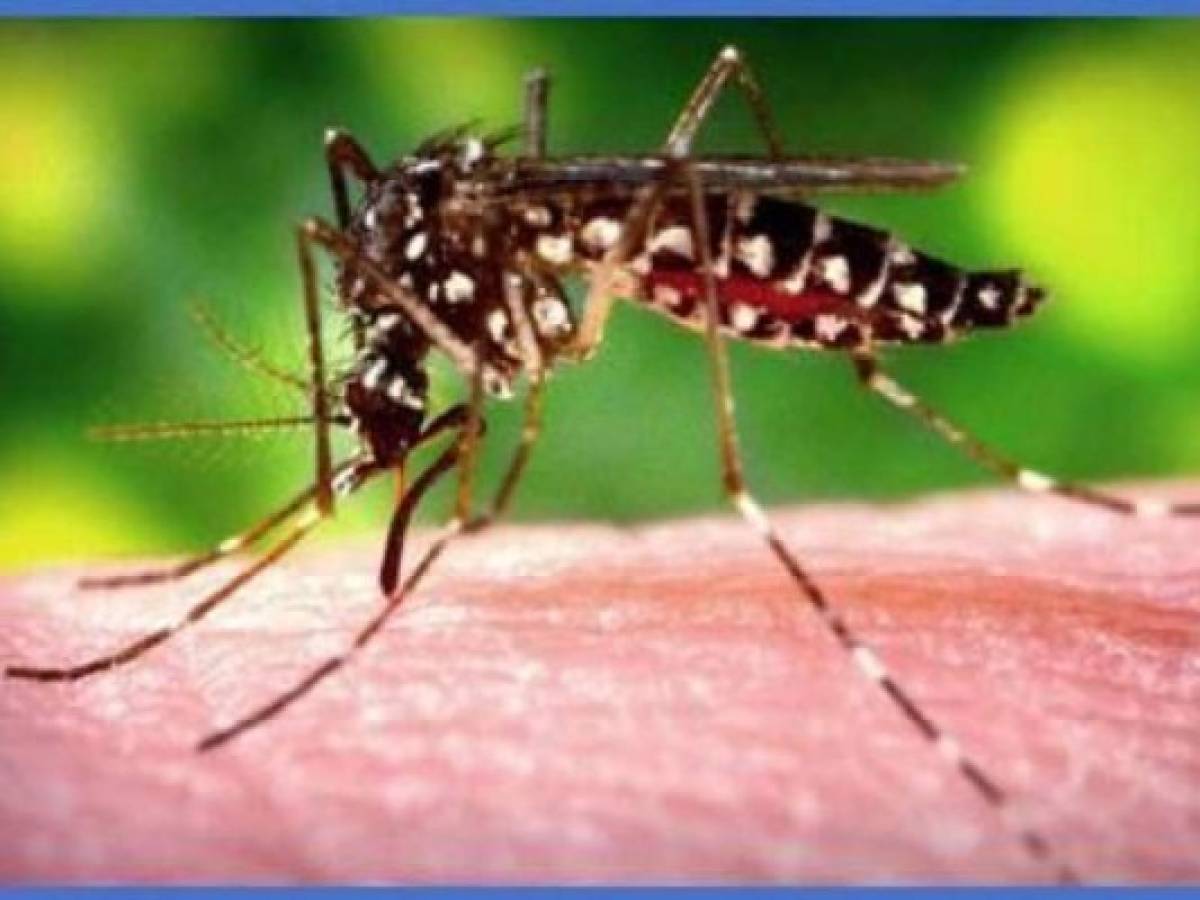 Panamá: confirman segundo caso autóctono de Chikungunya