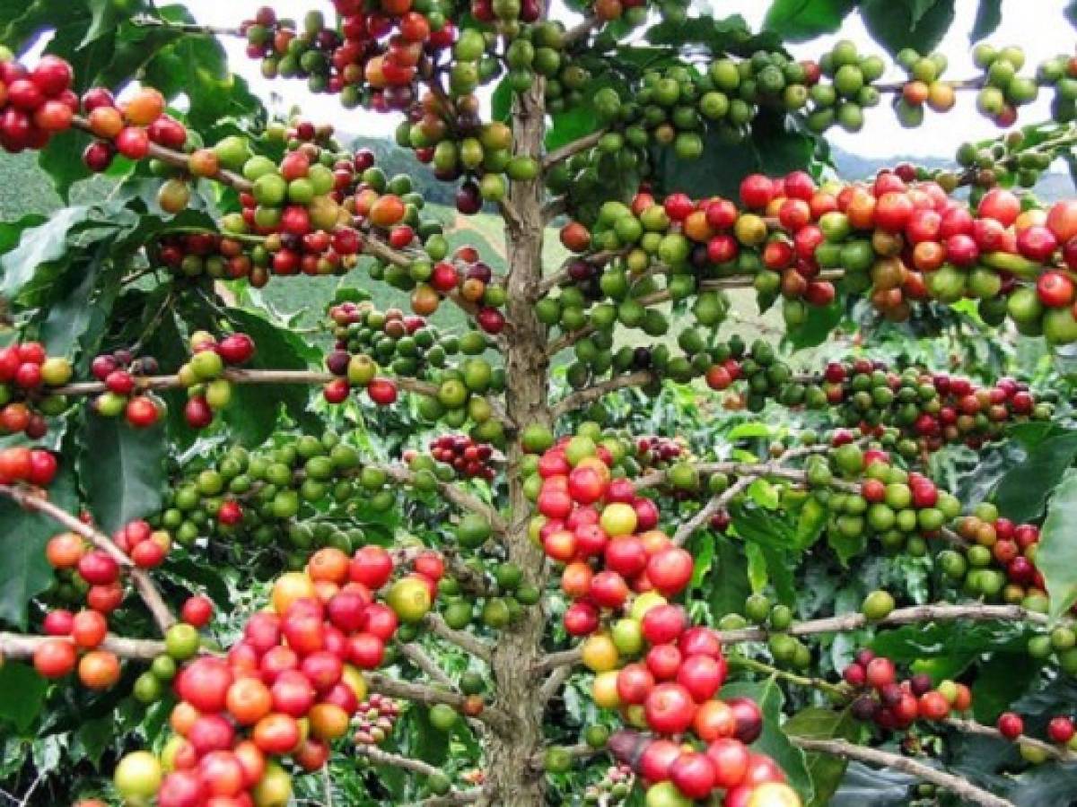 Nicaragua amplía área de producción de café robusta