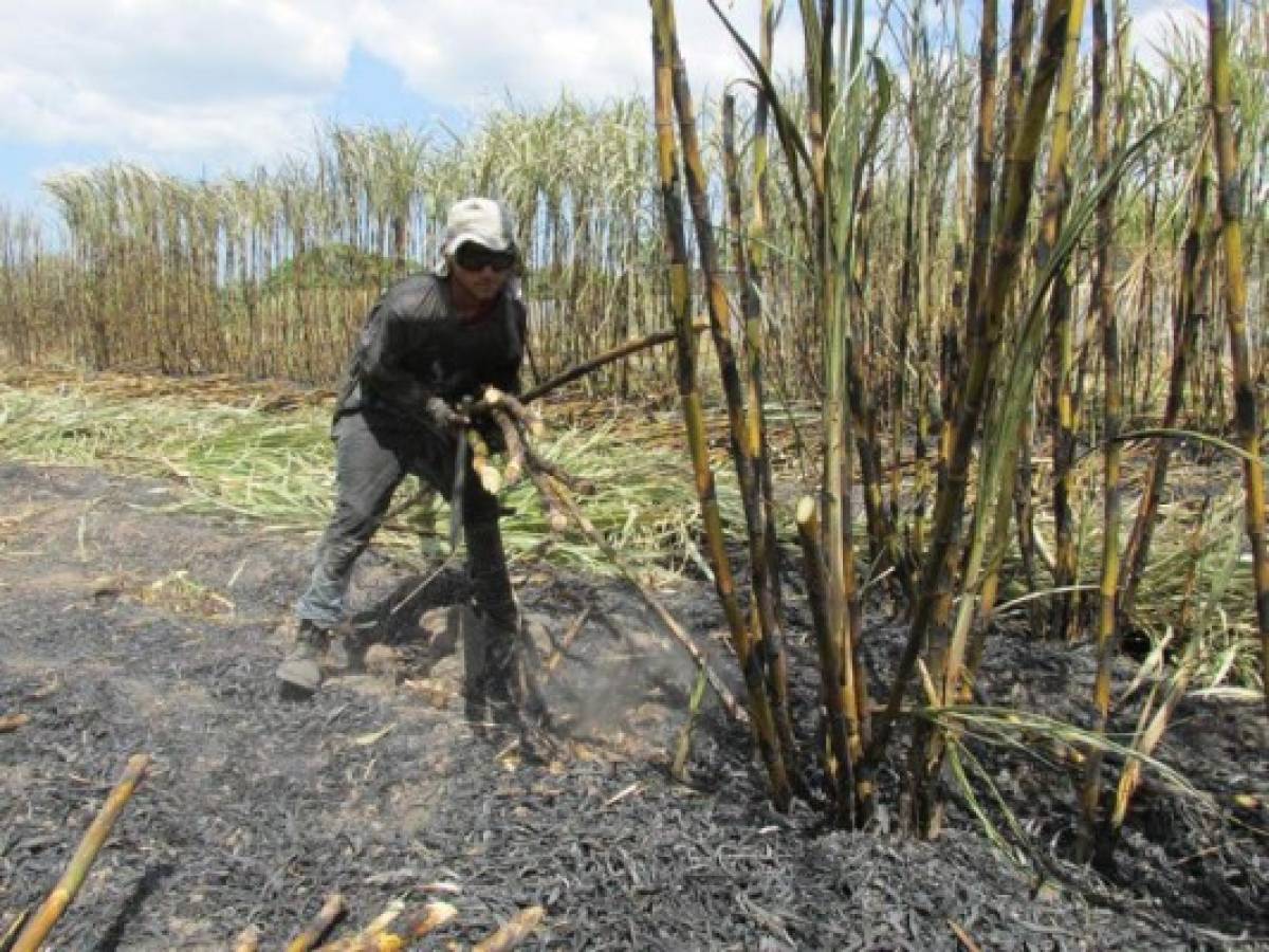 Centroamérica prioriza agroindustria en TLC con Corea