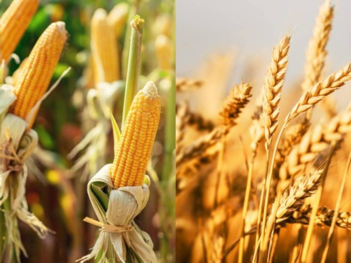 Los precios del maíz y el trigo baten récords a causa de la guerra en Ucrania
