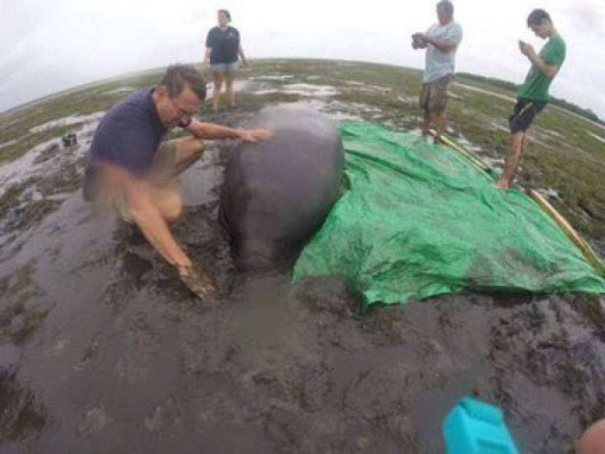 'Irma' se degrada a tormenta tropical mientras cruza Florida