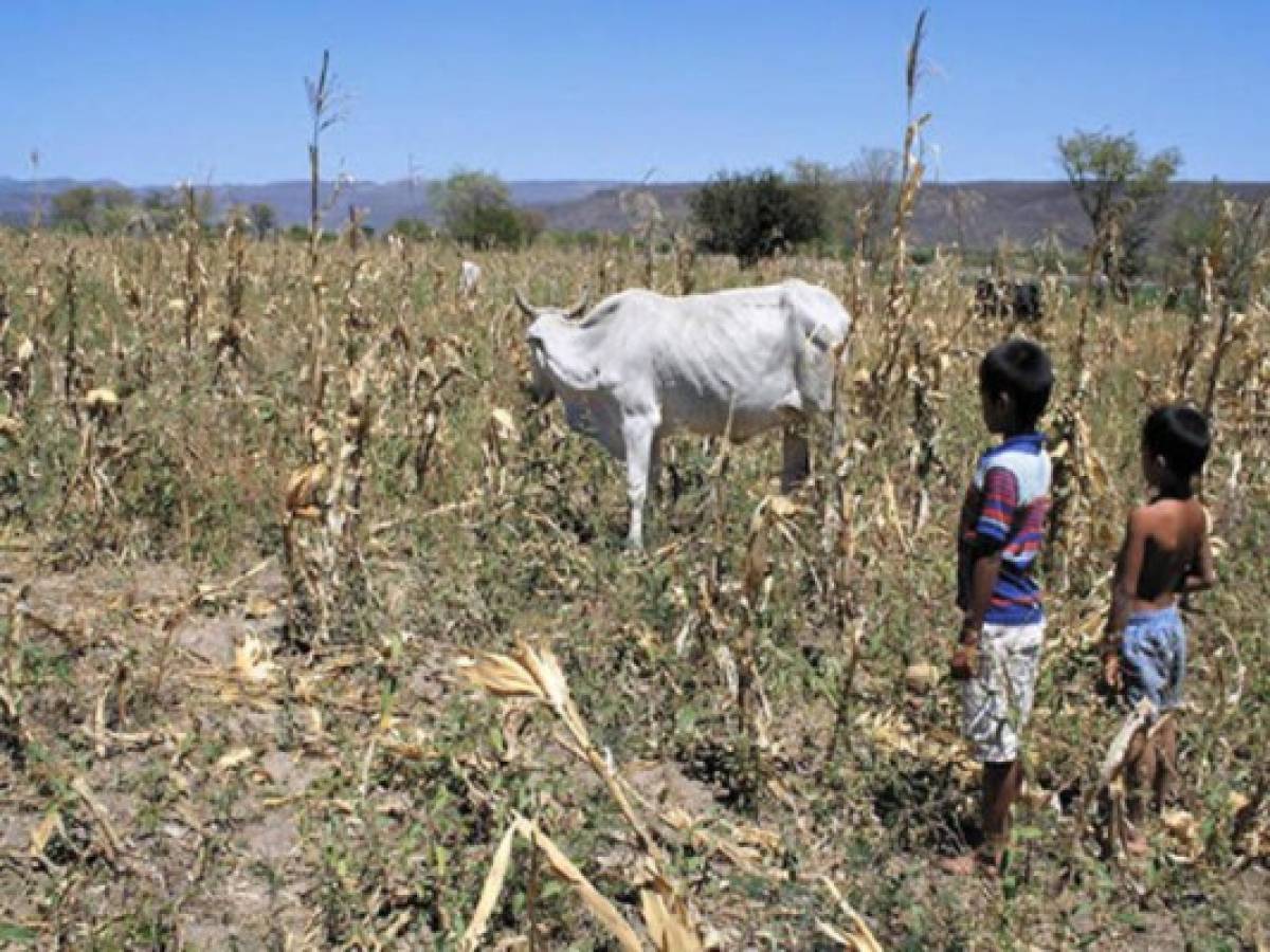 Corredor seco de Centroamérica, ante la peor sequía en 30 años