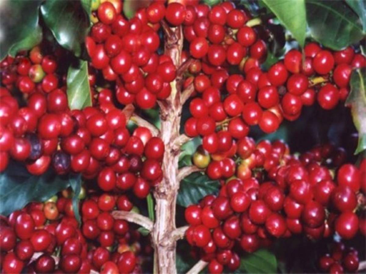 Nicaragua busca rescatar caficultura afectada por roya