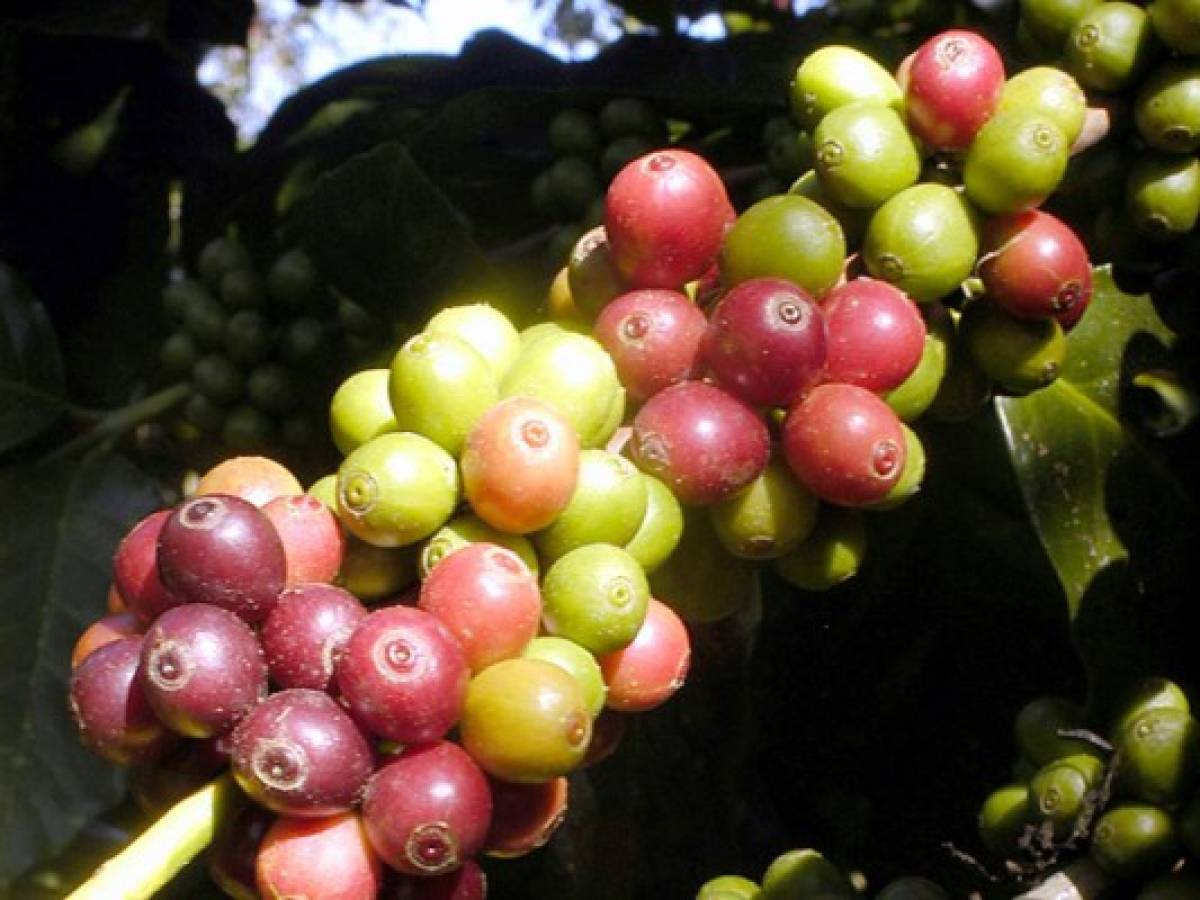 El Salvador exporta el 79% del café que produce