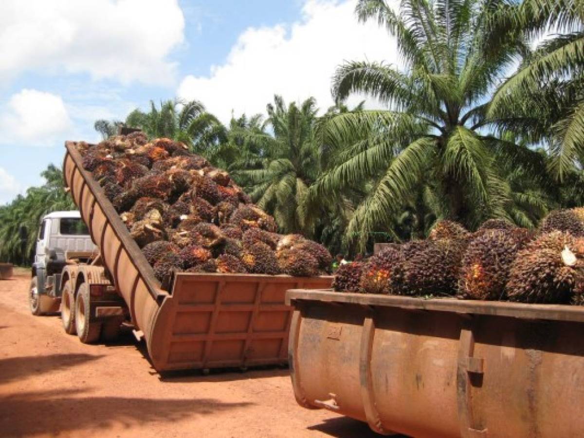Guatemala: Control forestal permite que niveles de carbono sean bajos en cultivos de palma