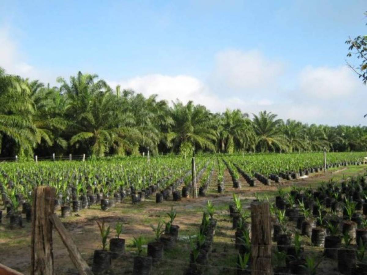 Honduras alcanza 190.000 hectáreas de palma africana
