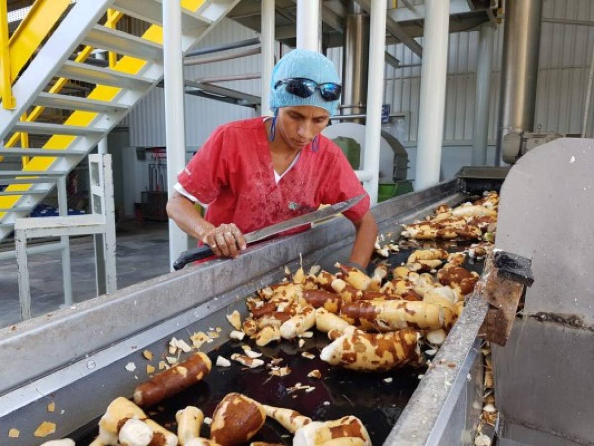 Nicaragua: Planta procesadora de yuca reduce consumo de bunker y leña