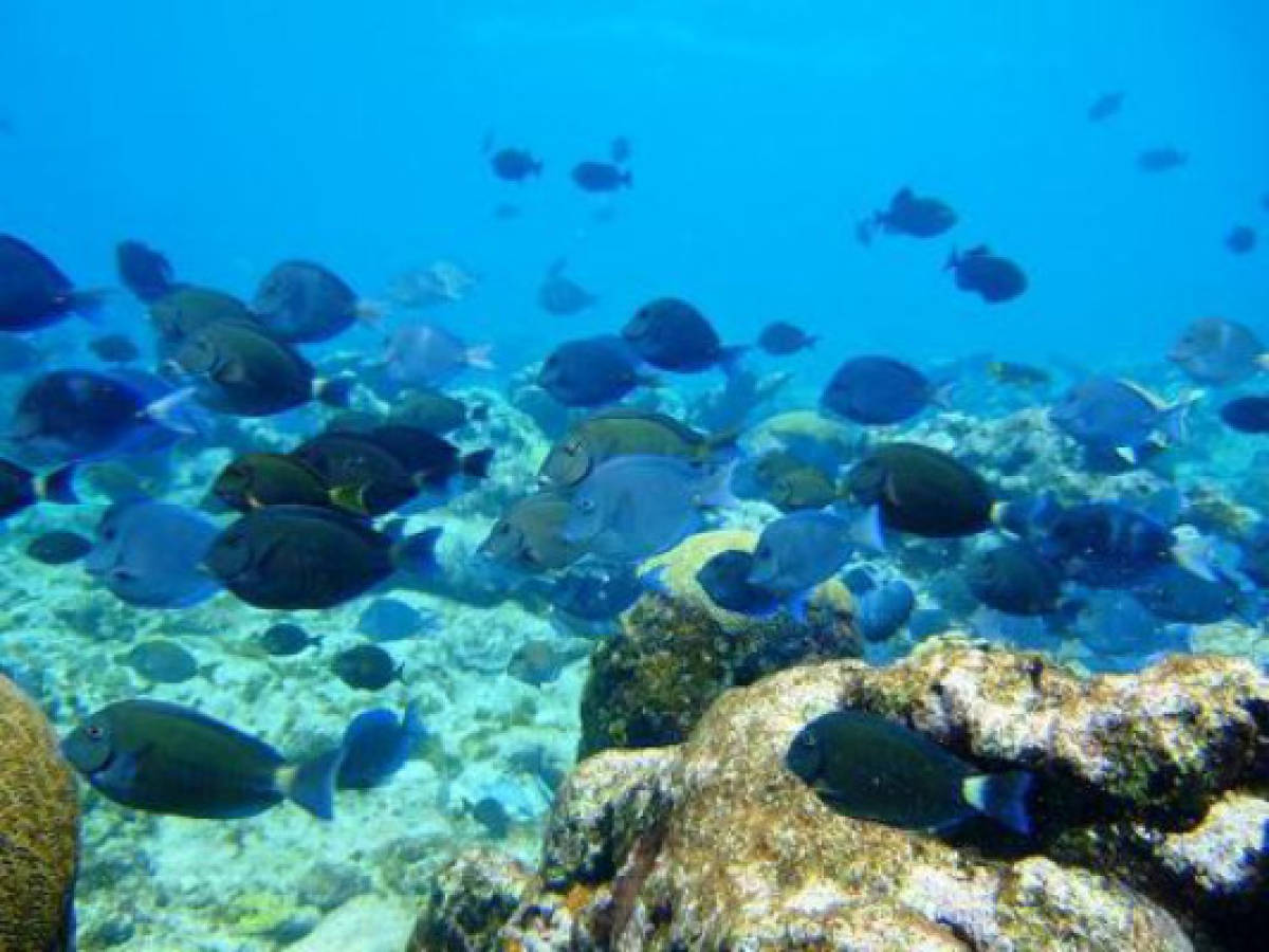 Colombia deberá compartir con Nicaragua caribeña Biósfera de Seaflower