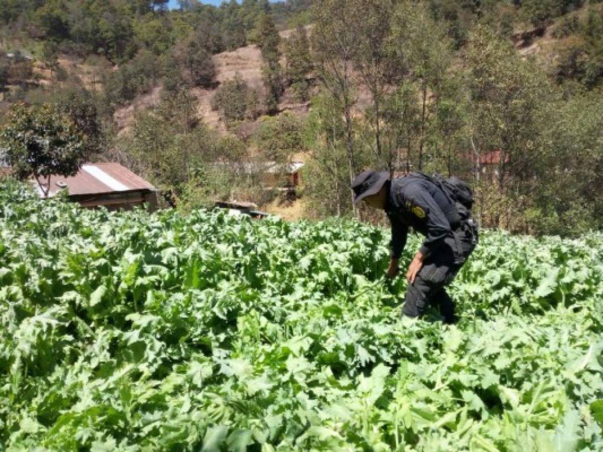 Guatemala apela a más ayuda de EEUU para combatir el narcotráfico