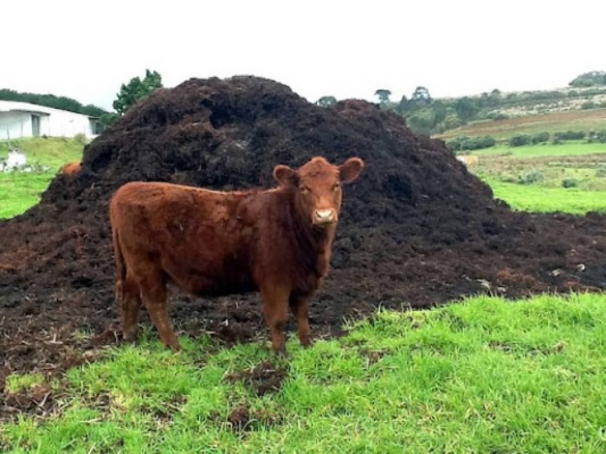 Shell utiliza estiércol de vaca para alimentar camiones alemanes y reducir CO2