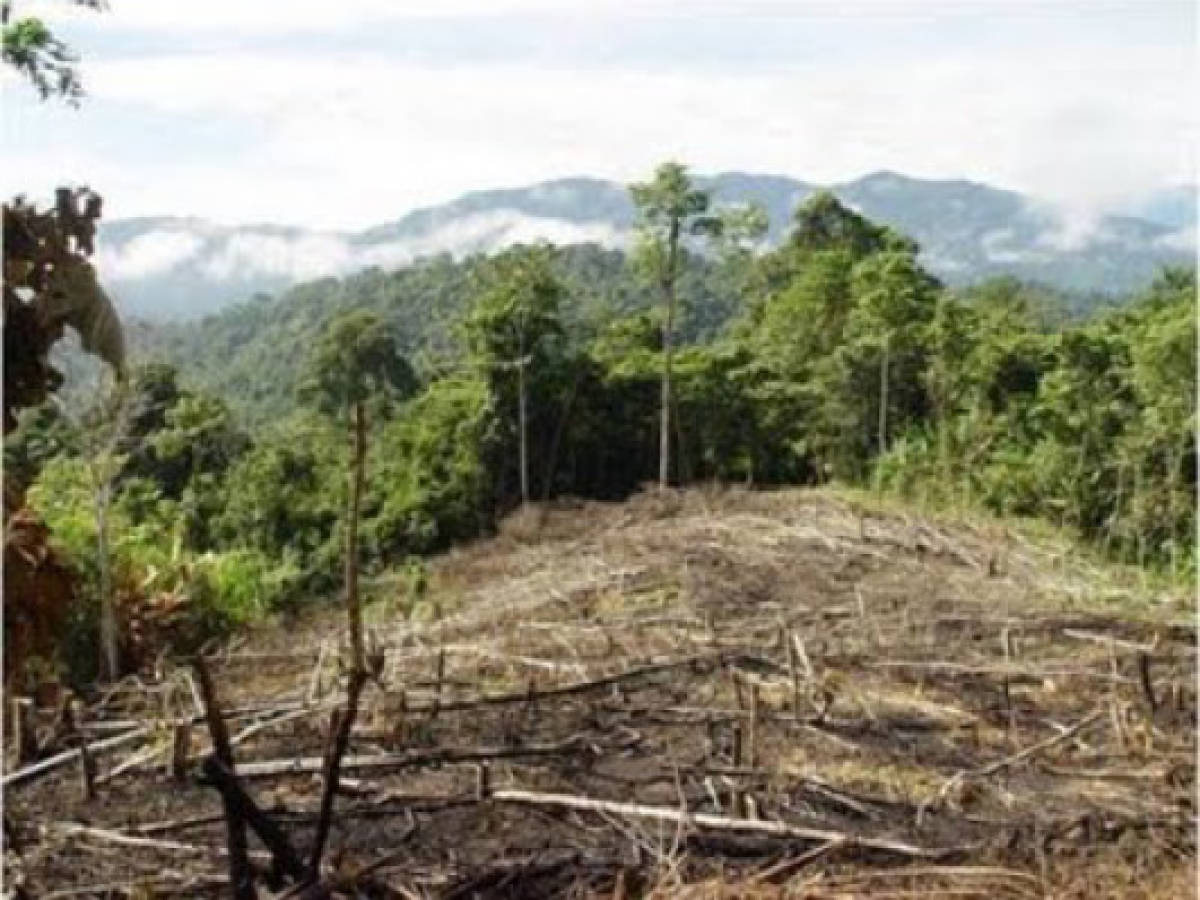 Nicaragua: buscan frenar la deforestración