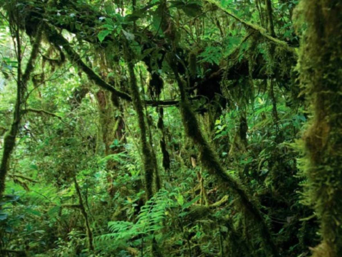 Guatemala preside megadiversidad mundial