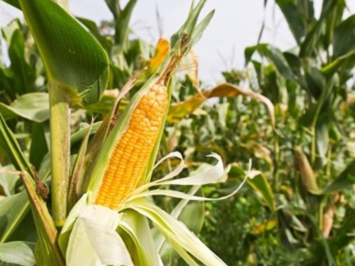El Salvador: sequía provoca pérdida del 10% de cosecha de maíz