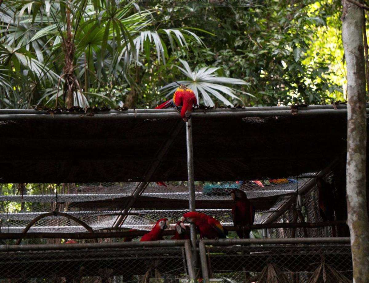 Liberan pichones de guacamaya roja en Reserva de la Biósfera Maya