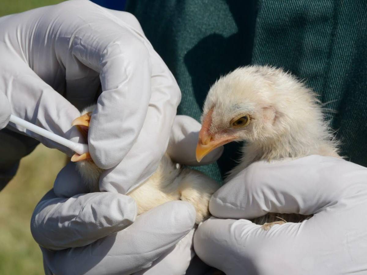 La mortífera influenza aviar irrumpe en países de Centroamérica