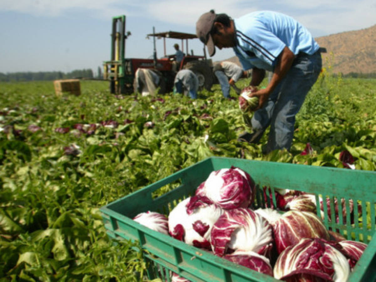 Costa Rica: otorgan amnistía migratoria a trabajadores extranjeros