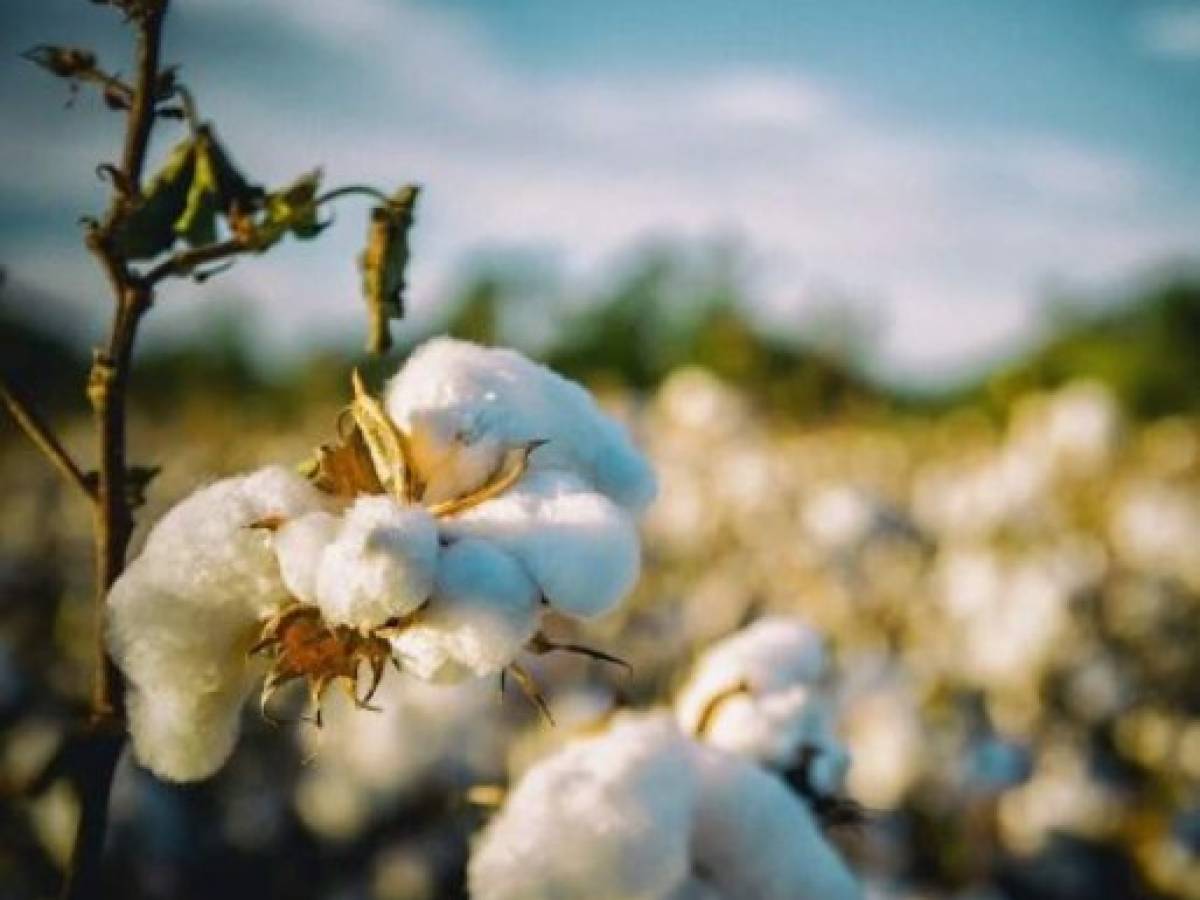 U.S. Cotton Trust Protocol establece nuevos estándares del algodón más sostenible