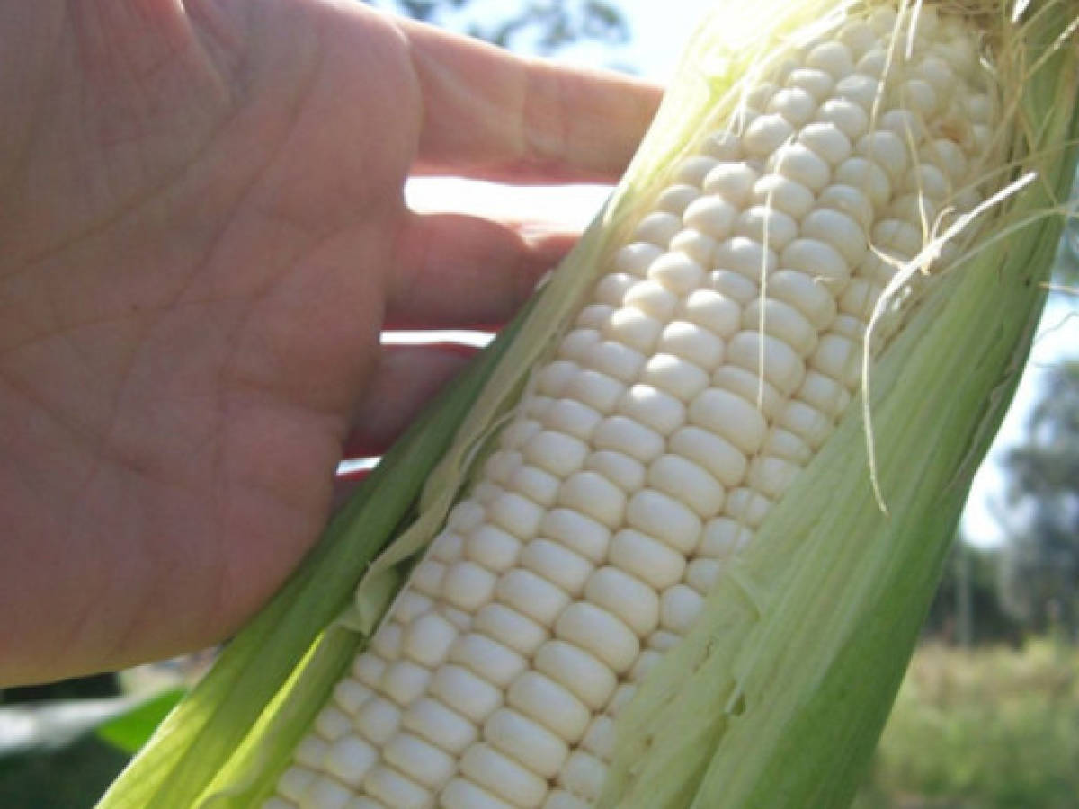 El Salvador prevé cosechas récords de maíz y frijol