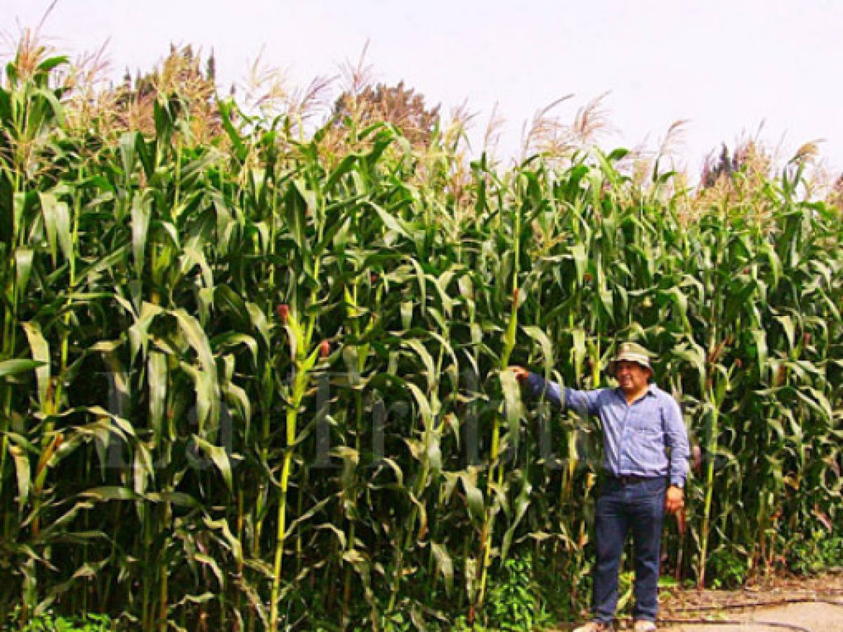 Honduras busca elevar cultivo de alimentos en tres años