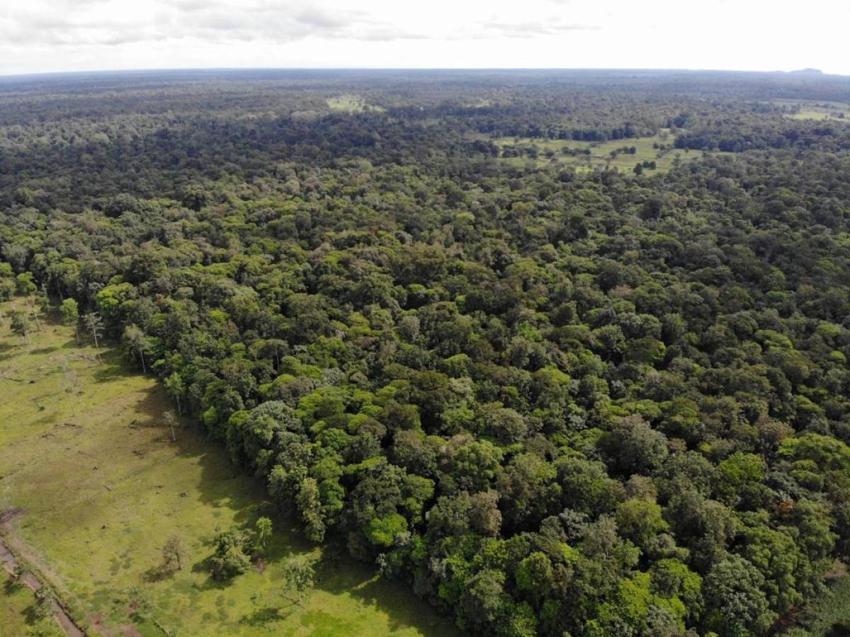 Costa Rica establece alianza con Japón para la valoración del bosque secundario