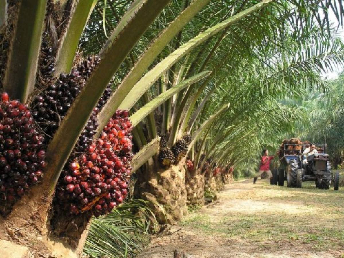 Cómo Guatemala puede ser una potencia en producción de aceite de palma