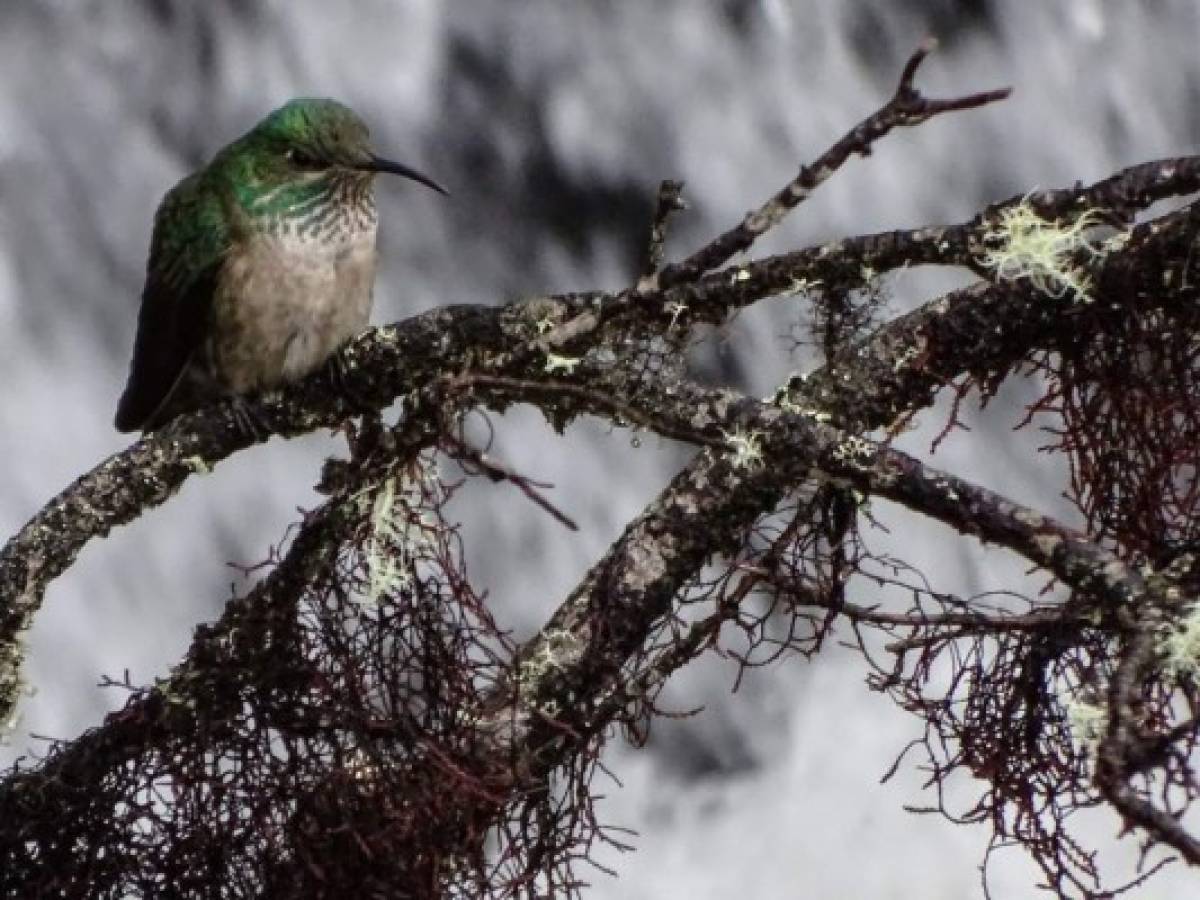 Ecuador deslumbra con el hallazgo de nueva especie de colibrí