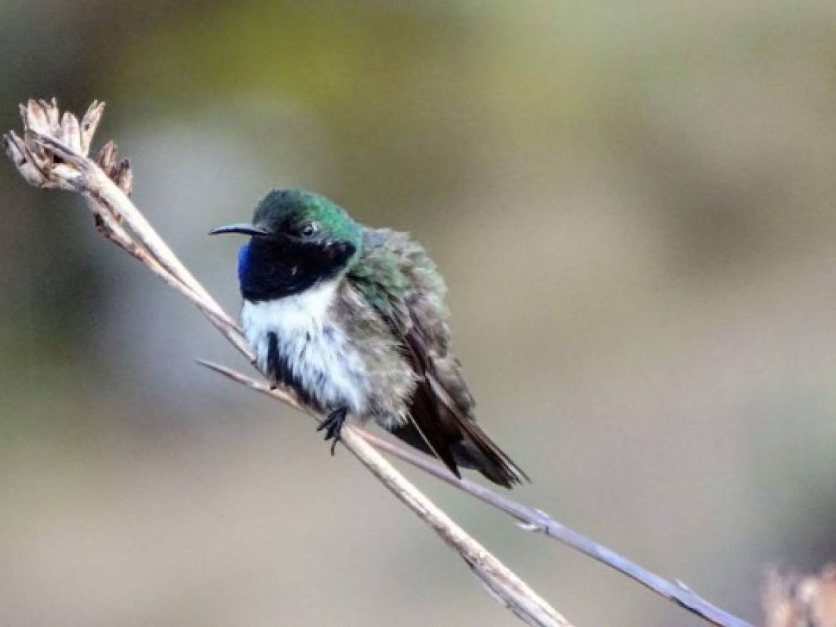 Ecuador deslumbra con el hallazgo de nueva especie de colibrí